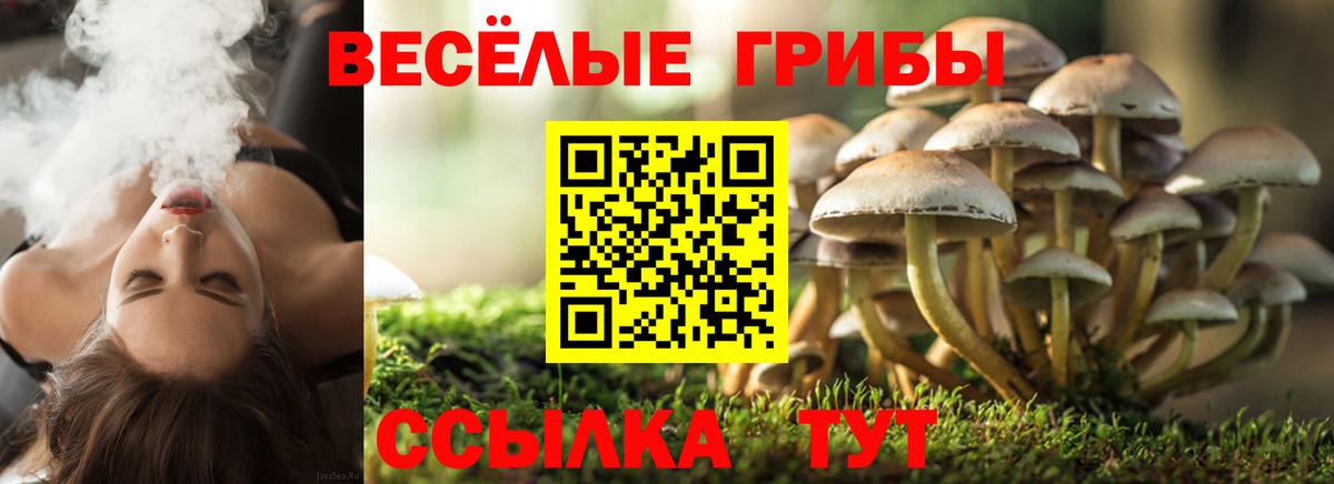 Тверь  Галлюциногенные грибы прущие грибы  Вход с VPN 